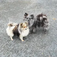 Kai, a female Pomeranian for sale in Eau Claire, WI – 3 of 4