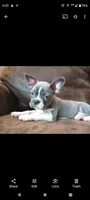 Blue, a male Frenchton for sale in Eau Claire, WI – Photo 2 of 5