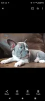 Blue, a male Frenchton for sale in Eau Claire, WI – Photo 1 of 5
