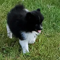 Keanu, a male Pomeranian for sale in Eau Claire, WI – 2 of 3