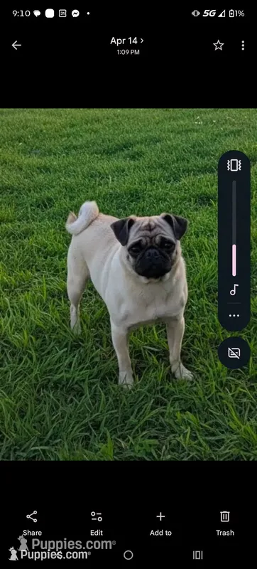 Willow – Pug puppy for sale in Eau Claire, WI
