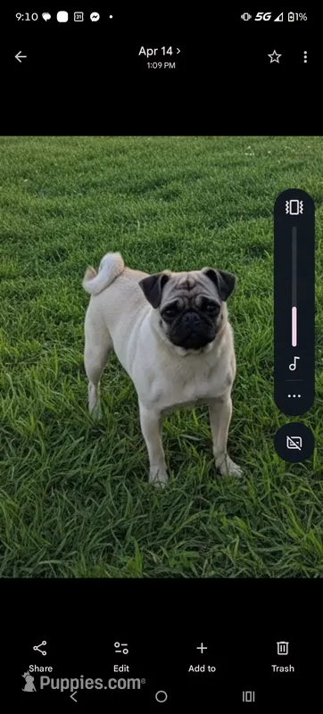 Willow – Pug puppy for sale in Eau Claire, WI