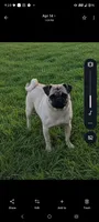 Willow, a female Pug for sale in Eau Claire, WI – 1 of 1