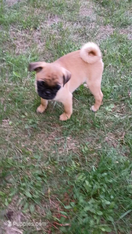 Clark – Pug puppy for sale in Eau Claire, WI