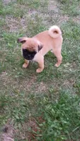 Clark, a male Pug for sale in Eau Claire, WI – 1 of 3