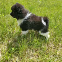 Keanu, a male Pomeranian for sale in Eau Claire, WI – 2 of 3