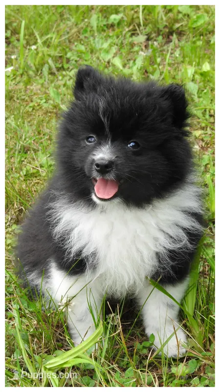 Keanu – Pomeranian puppy for sale in Eau Claire, WI
