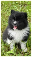 Keanu, a male Pomeranian for sale in Eau Claire, WI – 1 of 3