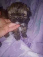 Sasha, a female Shichon for sale in Eau Claire, WI – Photo 3 of 3