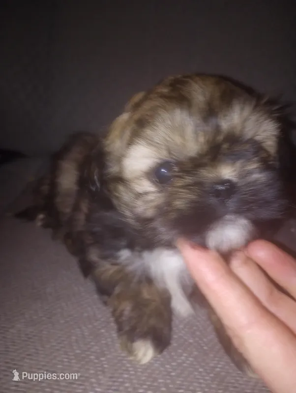 Sasha, a female Shichon for sale in Eau Claire, WI – Photo 1 of 3