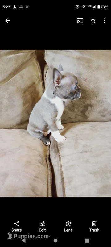 Bluey, a male French Bulldog and Frenchton for sale in Eau Claire, WI – Photo 1 of 3