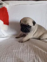 Fawn boy, a male Pug for sale in Eau Claire, WI – Photo 4 of 5