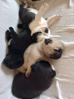 Fawn boy, a male Pug for sale in Eau Claire, WI – Photo 2 of 5