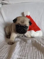 Fawn boy, a male Pug for sale in Eau Claire, WI – Photo 5 of 5