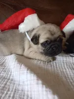 Fawn boy, a male Pug for sale in Eau Claire, WI – Photo 3 of 5