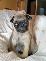 Coco, a female Pug for sale in Eau Claire, WI – Photo 4 of 4