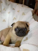 Princess, a female Pug for sale in Eau Claire, WI – Photo 3 of 4