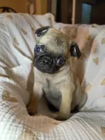 Coco, a female Pug for sale in Eau Claire, WI – Photo 3 of 4