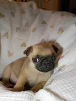 Princess, a female Pug for sale in Eau Claire, WI – Photo 4 of 4