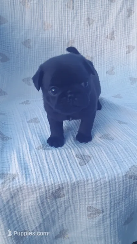 AKC black female – Pug puppy for sale in Eau Claire, WI