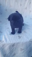 AKC black female, a female Pug for sale in Eau Claire, WI – 1 of 3