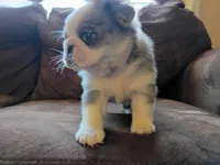 Snuggles blue Merle panda, a female Pug for sale in Eau Claire, WI – 2 of 4