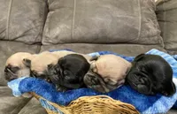 AKC girl, a female Pug for sale in Eau Claire, WI – Photo 3 of 3