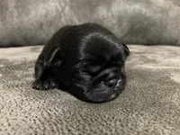 AKC girl, a female Pug for sale in Eau Claire, WI – Photo 1 of 3