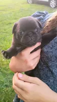 AKC black female, a female Pug for sale in Eau Claire, WI – 3 of 3