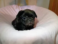 Jenna, a female Pug for sale in Eau Claire, WI – Photo 2 of 3