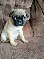 Cate, a female Pug for sale in Eau Claire, WI – Photo 1 of 3