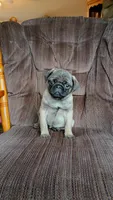 Clark, a male Pug for sale in Eau Claire, WI – Photo 3 of 3