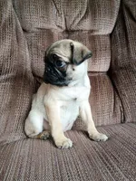 Cate, a female Pug for sale in Eau Claire, WI – Photo 2 of 3