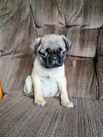 Cate, a female Pug for sale in Eau Claire, WI – Photo 3 of 3