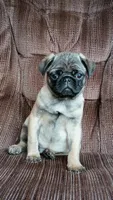 Clark, a male Pug for sale in Eau Claire, WI – Photo 2 of 3