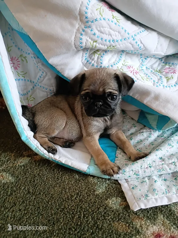 Tiny Tianna – Pug puppy for sale in Eau Claire, WI