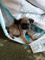 Tiny Tianna, a female Pug for sale in Eau Claire, WI – Photo 1 of 3