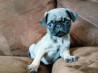 Tiny Tianna, a female Pug for sale in Eau Claire, WI – Photo 3 of 3