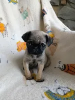 Tiny Tianna, a female Pug for sale in Eau Claire, WI – Photo 2 of 3