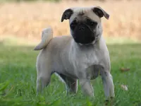 Miss Pugs, a female Pug for sale in Eau Claire, WI – Photo 1 of 4