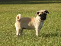 Miss Pugs, a female Pug for sale in Eau Claire, WI – Photo 4 of 4