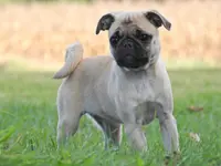 Miss Pugs, a female Pug for sale in Eau Claire, WI – Photo 2 of 4