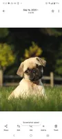 Max, a female Pug for sale in Eau Claire, WI – 1 of 2