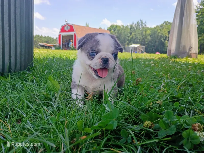 Snuggles blue Merle panda – Pug puppy for sale in Eau Claire, WI