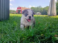 Snuggles blue Merle panda, a female Pug for sale in Eau Claire, WI – 1 of 4