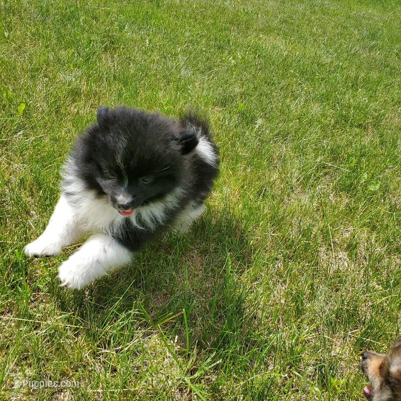 Keanu – Pomeranian puppy for sale in Eau Claire, WI