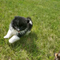 Keanu, a male Pomeranian for sale in Eau Claire, WI – 1 of 3