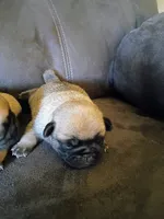 AKC fawn male, a male Pug for sale in Eau Claire, WI – 2 of 5
