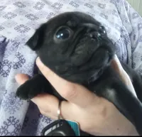 AKC Jett, a male Pug for sale in Eau Claire, WI – Photo 5 of 7