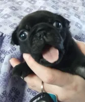 AKC Jett, a male Pug for sale in Eau Claire, WI – Photo 7 of 7